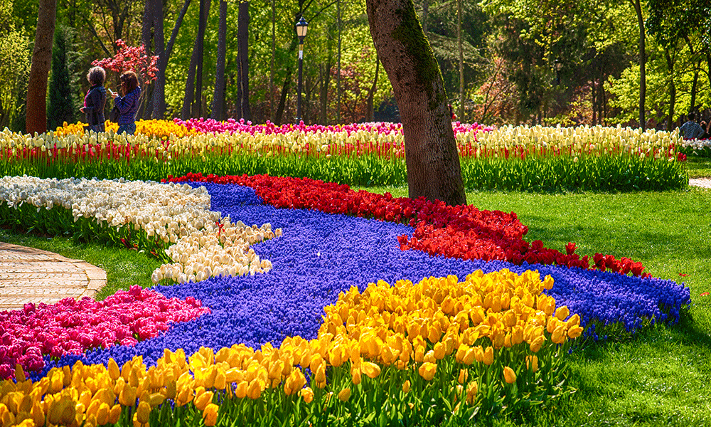 Une-pelouse-de-rêve,-sans-effort