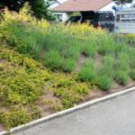 Pack Talus Coloré 50 m² | Sélection du Professionnel | 240 Plantes