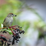 Pack haie Happy Bird 15 - 15 arbustes pour atttirer et nourrir les oiseaux